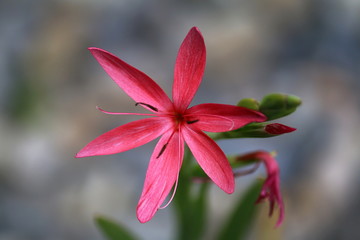 Sumpfgladiole Blüte nah