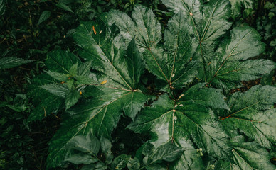 green poisonous cow pansnip leaves dark forest
