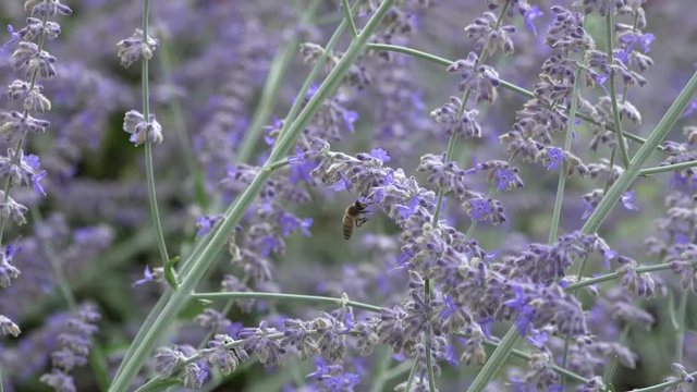 Ape su lavanda