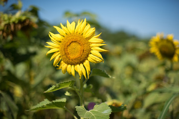 Sunflower