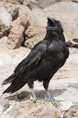 Amerikaner Käähe im Berg am krächzen und beobachten