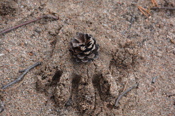 pinecone and hand