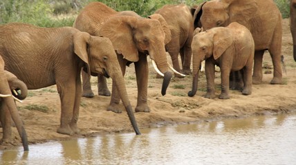 Naklejka premium elephants of kenya