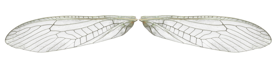 Wings Stonefly - Plecoptera, Insecta. Isolated d