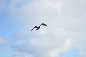 Fototapeta na wymiar Frigate Bird Flying