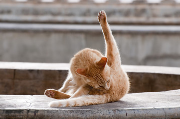 Hell Braune Katze bei der Fellpflege