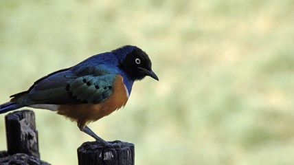 colurful bird in kenya
