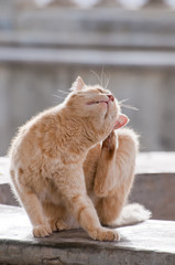 Hell Braune Katze kratzt sich