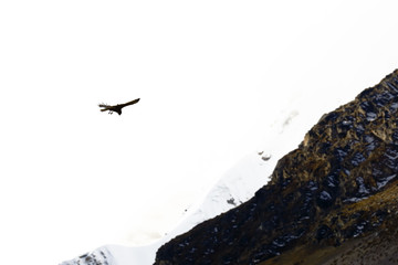 Variable Hawk (Buteo platypterus) flying over a snow cap in the Andean heights.