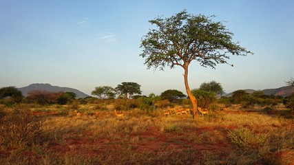 Fototapeta na wymiar impala in kenya