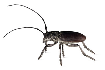 Capricorn beetle (Cerambyx cerdo) Isolated white  background