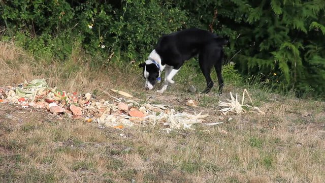 A dog goes through a Pile of crab bones and other garbage.
