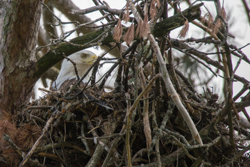 Hidden eagle