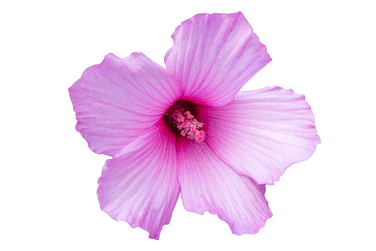 Hibiscus moscheutos pink rose mallow flower isolated.