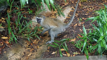 monkey in kenya