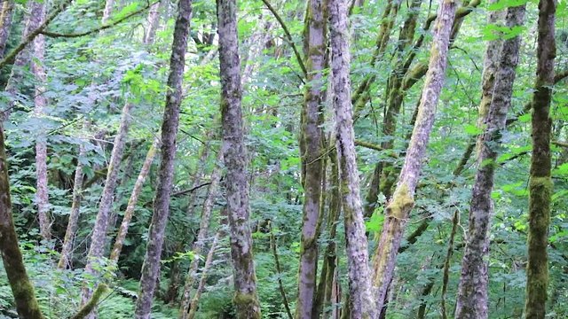 slim trunks of maples in forest in pacific northwest