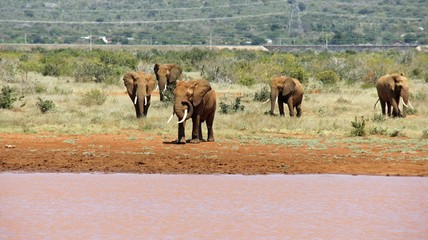 elephants of kenya