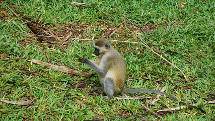 monkey in kenya