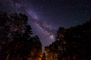 Fototapeta na wymiar Pine forest Milky Way