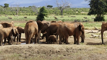 elephants of kenya