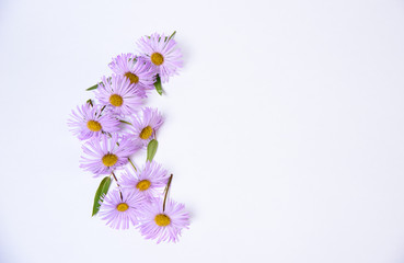 Chamomile flower with lilac petals on white background