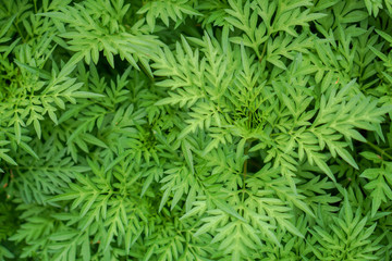 leaves​ pattern ​background.