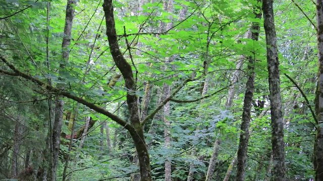 panning through bigleaf maples and pacific northwest forest
