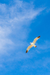 Bird Albatross is flying in the blue sky with white clouds