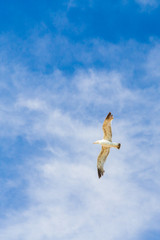 Bird Albatross is flying in the blue sky with white clouds