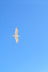 Bird Albatross is flying in the blue sky