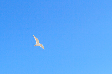 Bird Albatross is flying in the blue sky