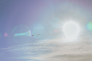 Naklejka na ściany i meble Albatross bird flying in blue sky with white clouds and sun view