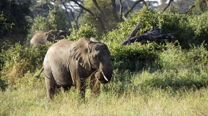 Fototapeta premium elephants of kenya