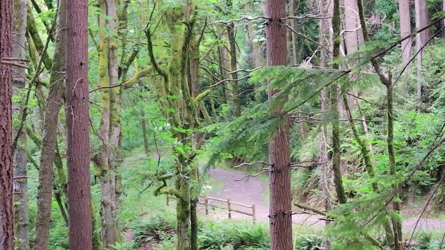 trail through pacific northwest forest in summer
