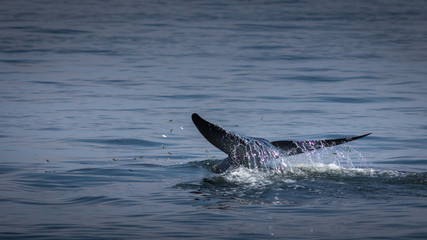 Fototapeta premium The Bryde's Whale.