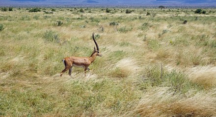 gazelle in kenyan savanna