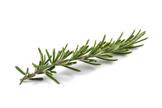Rosemary sprig isolated