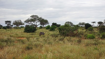gazelle in kenyan savanna