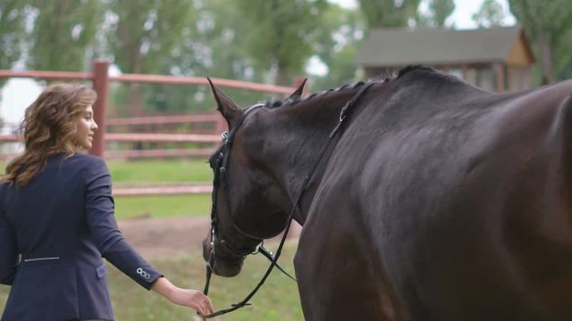 slim athletic woman with curly hair pulls out on a running circle. brown horse. yellow sand flies out from under the hoods. care of domestic animals. Sunny day