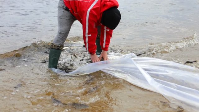 The process of releasing fish to local rivers