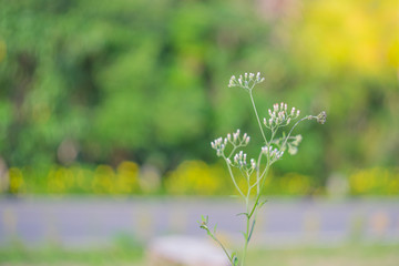 blurred image of glass flower