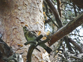 Feldfare with a caterpillar in its beak encourages the grown-up chicks to feed. The thrush squeaks.