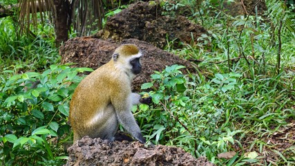 monkey in kenya