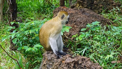 monkey in kenya