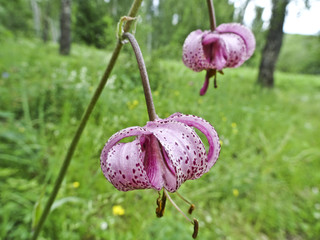 Blooming Lily-saranka (Lilium martagon) - a perennial bulbous plant, species of the genus Lily. Whimsically curled flower petals. Listed in the Red Book of Russia 