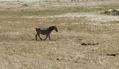 Obraz na płótnie Canvas zebra in kenya
