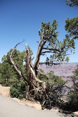 Fototapeta na wymiar Old Tree in the Grand Canyon NP - Arizona -- USA 