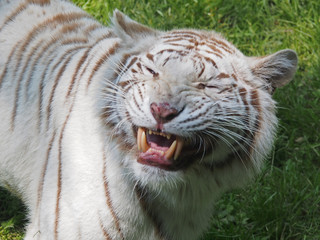 Tigre blanc