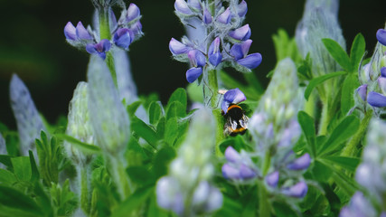 bumble-bee climbing on the plant