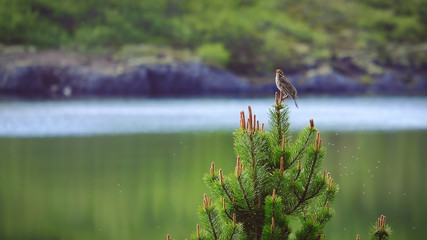 icelandic bird on the top of the tree